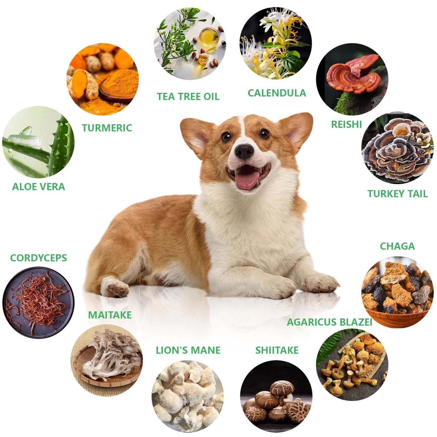 š©āāļø PawSoothe⢠Lumps & Bumps Pet Cream: Comprehensive Treatment for Various Tumors - Prevention + Treatment in One